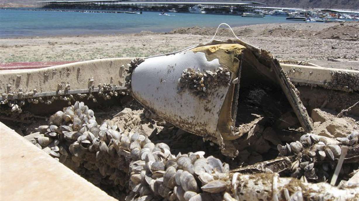 Western governors want federal help in invasive mussel fight