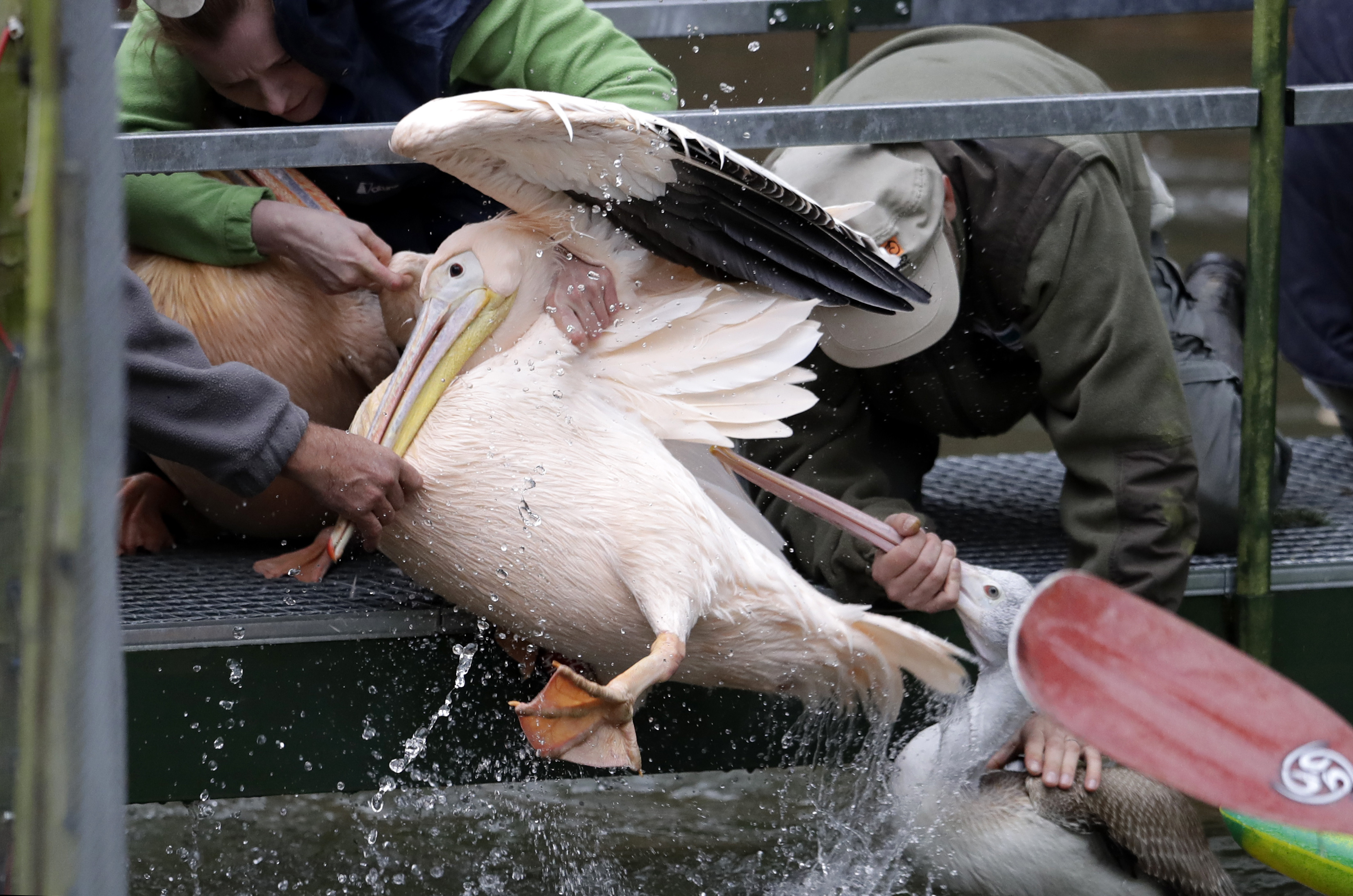 AP PHOTOS: Intrepid Czech zookeepers round up their pelicans