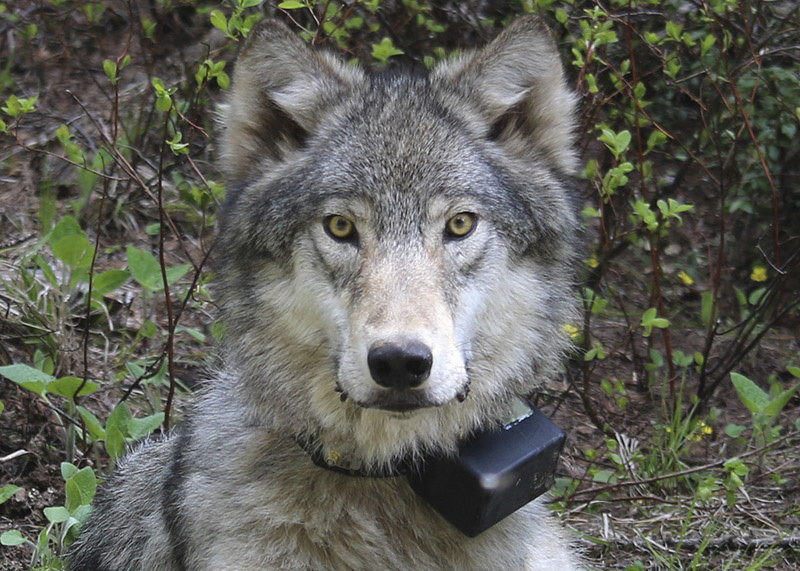 Third federally protected gray wolf killed in Oregon