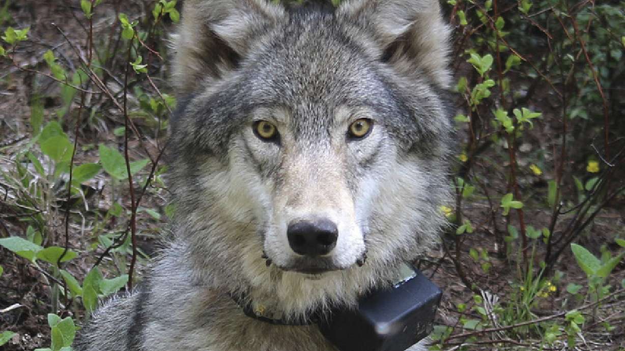 Third federally protected gray wolf killed in Oregon