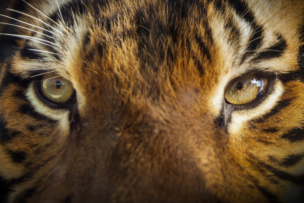 Tiger attacks employee at zoo in Russia's west