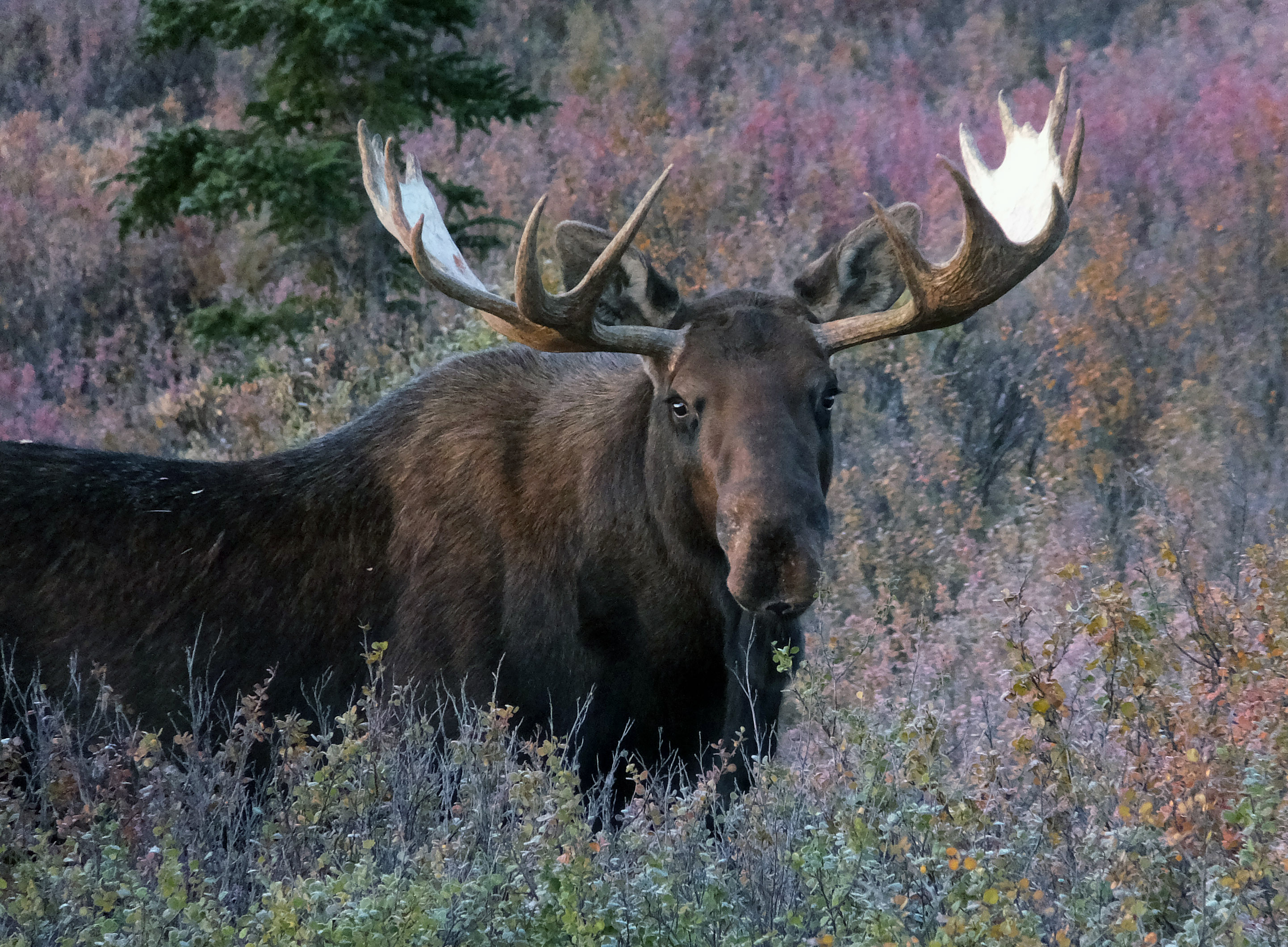 Moose; Becky Bohrer, AP Photo, File