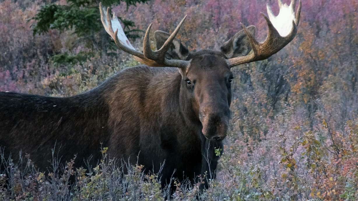 Reward grows to $10,000 in Nevada moose poaching case