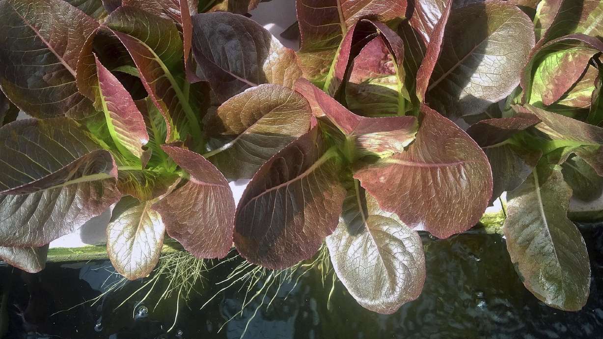 Organic-food purists assail the designation for hydroponics