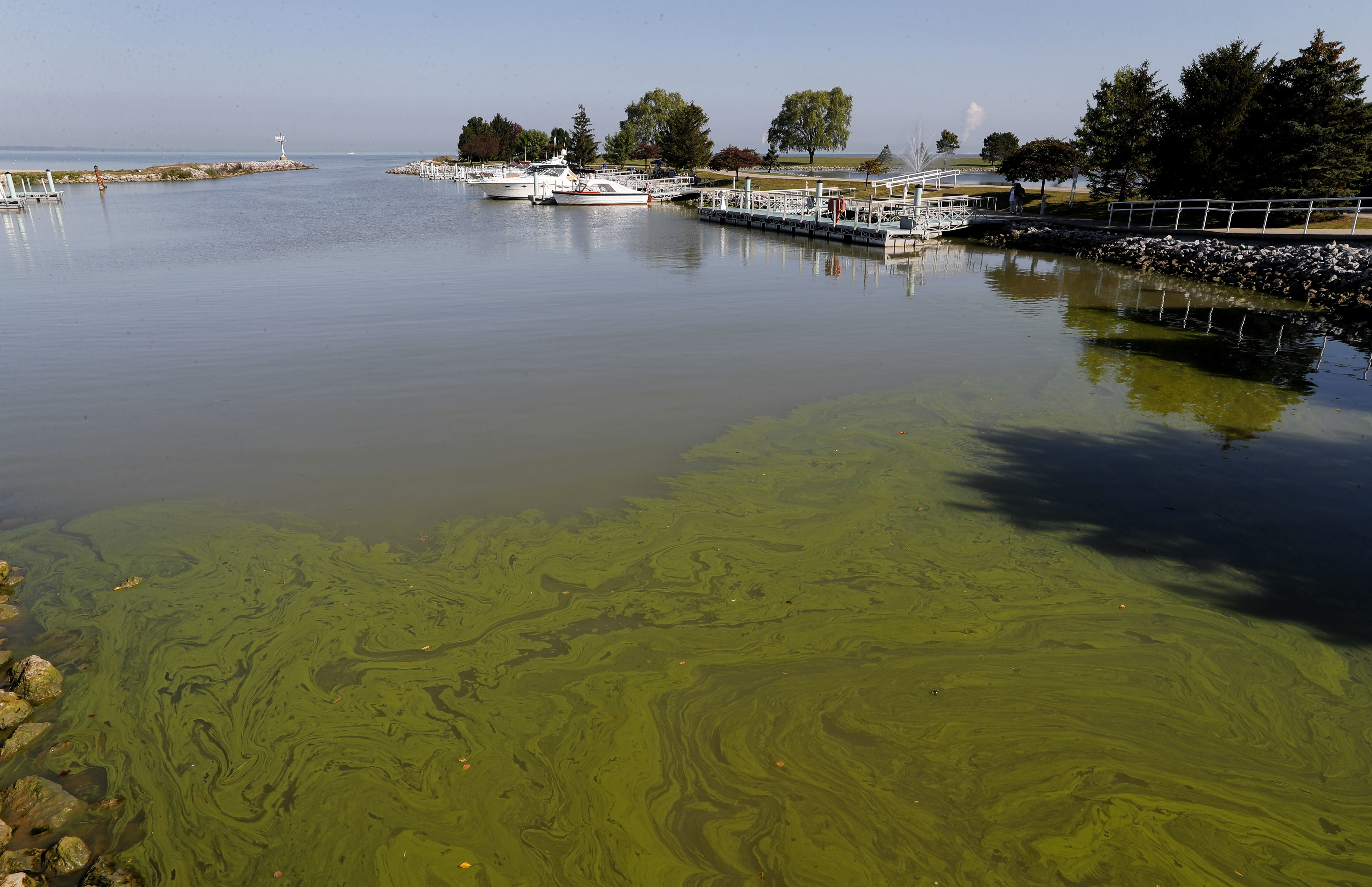 Toxic algae: Once a nuisance, now a severe nationwide threat