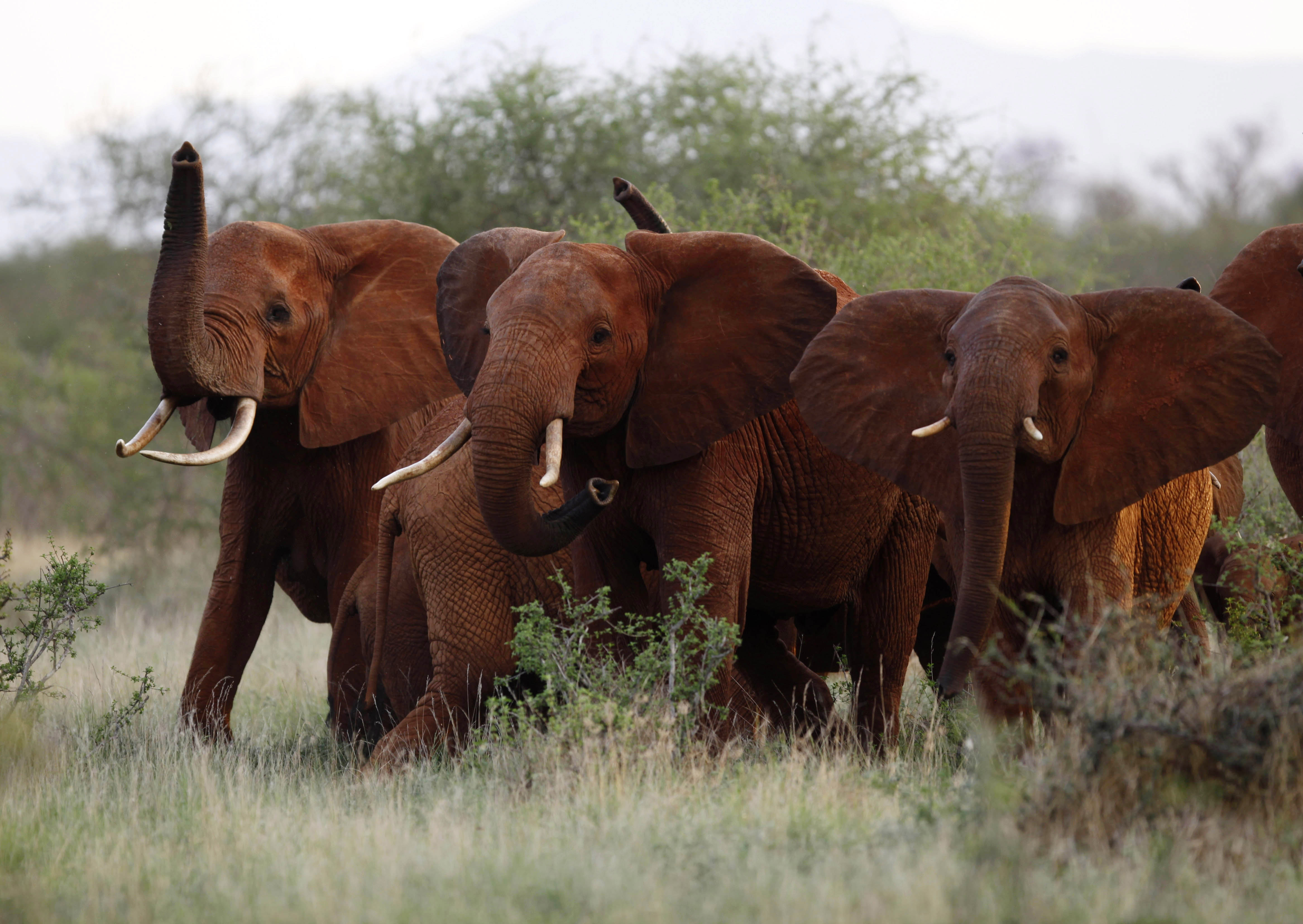 The Latest: Trump delays policy on importing elephant parts