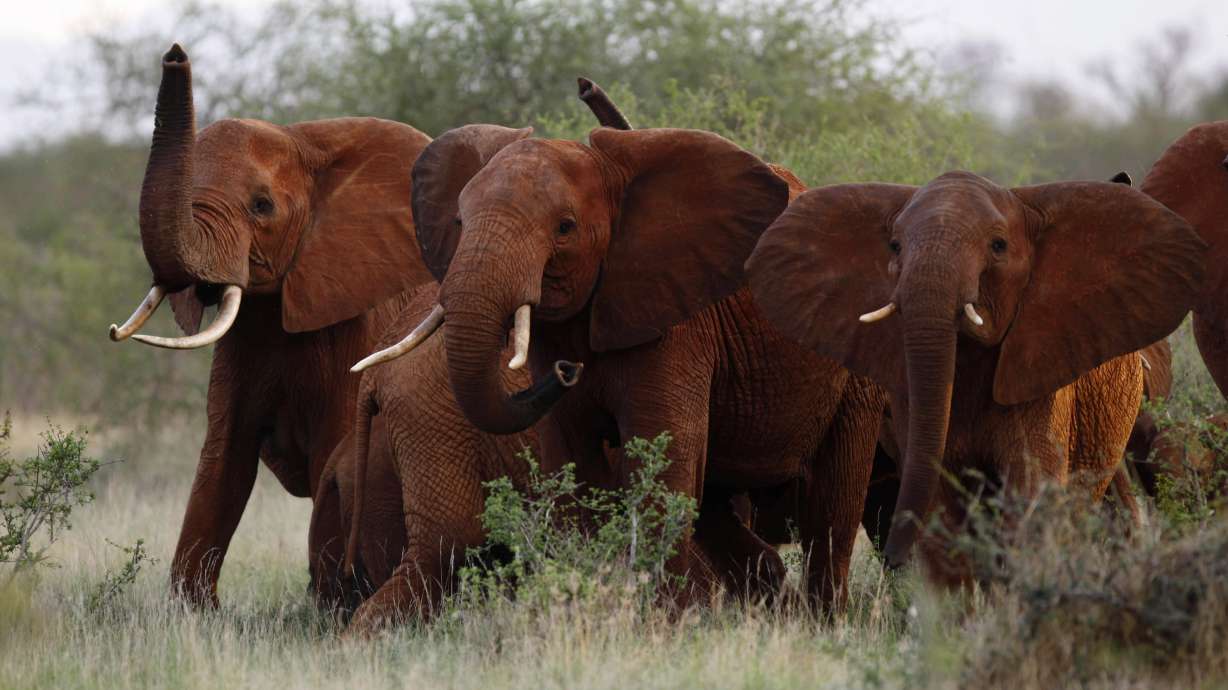 The Latest: Trump delays policy on importing elephant parts