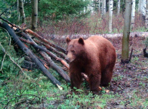 DWR proposes additional 100 permits for 2017-18 black bear hunt