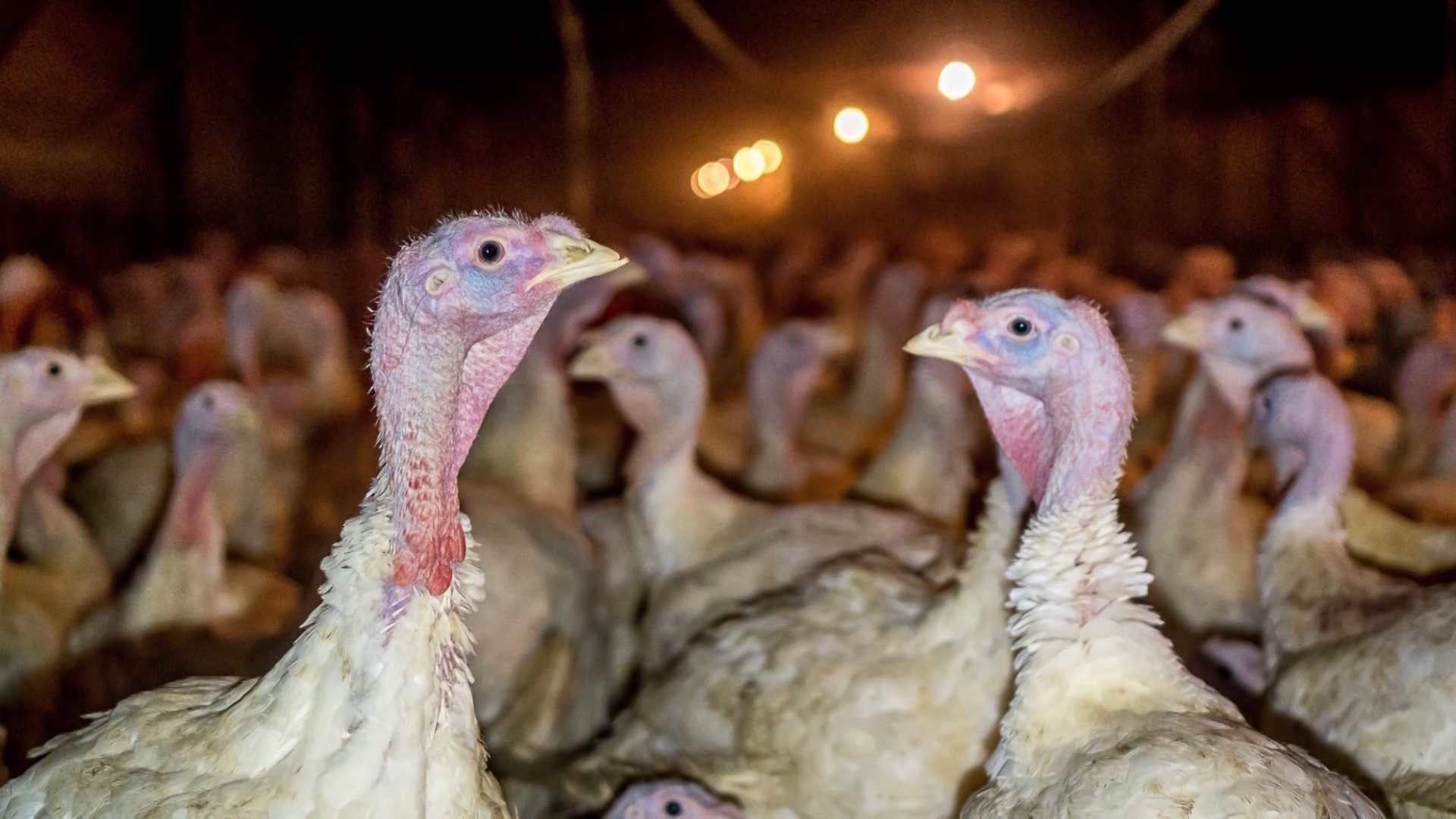An animal activist group went undercover at a Utah turkey farm and documented deplorable conditions, claiming the farm was housing diseased birds. The farm is a supplier for Norbest, and that company's CEO says the company isn't taking it lightly. (Image courtesy of Direct Action Everywhere)