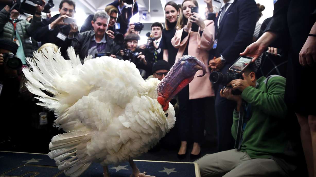 Trump pardons Thanksgiving turkeys Drumstick and Wishbone