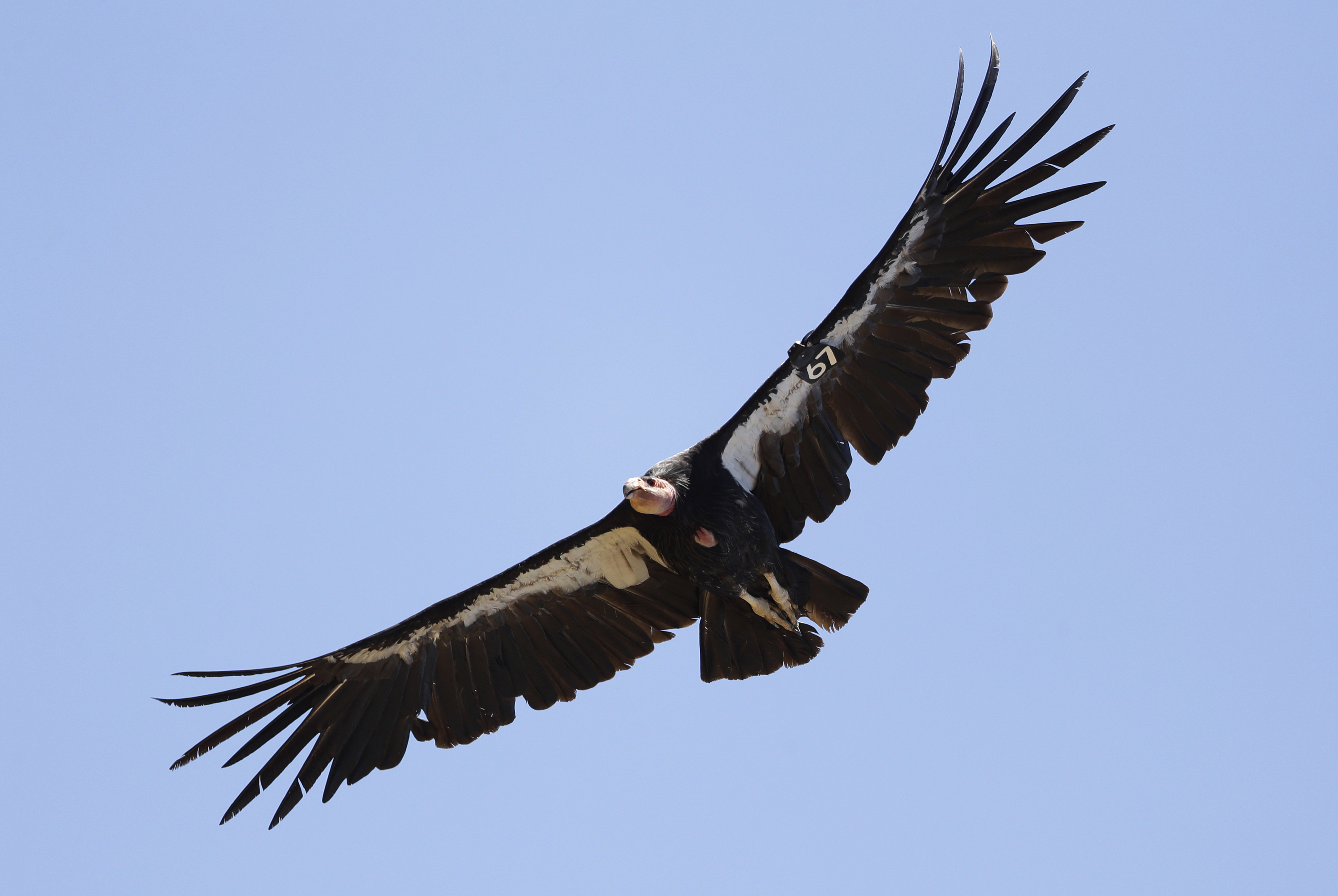Condor group wants to get more hunters to avoid lead bullets