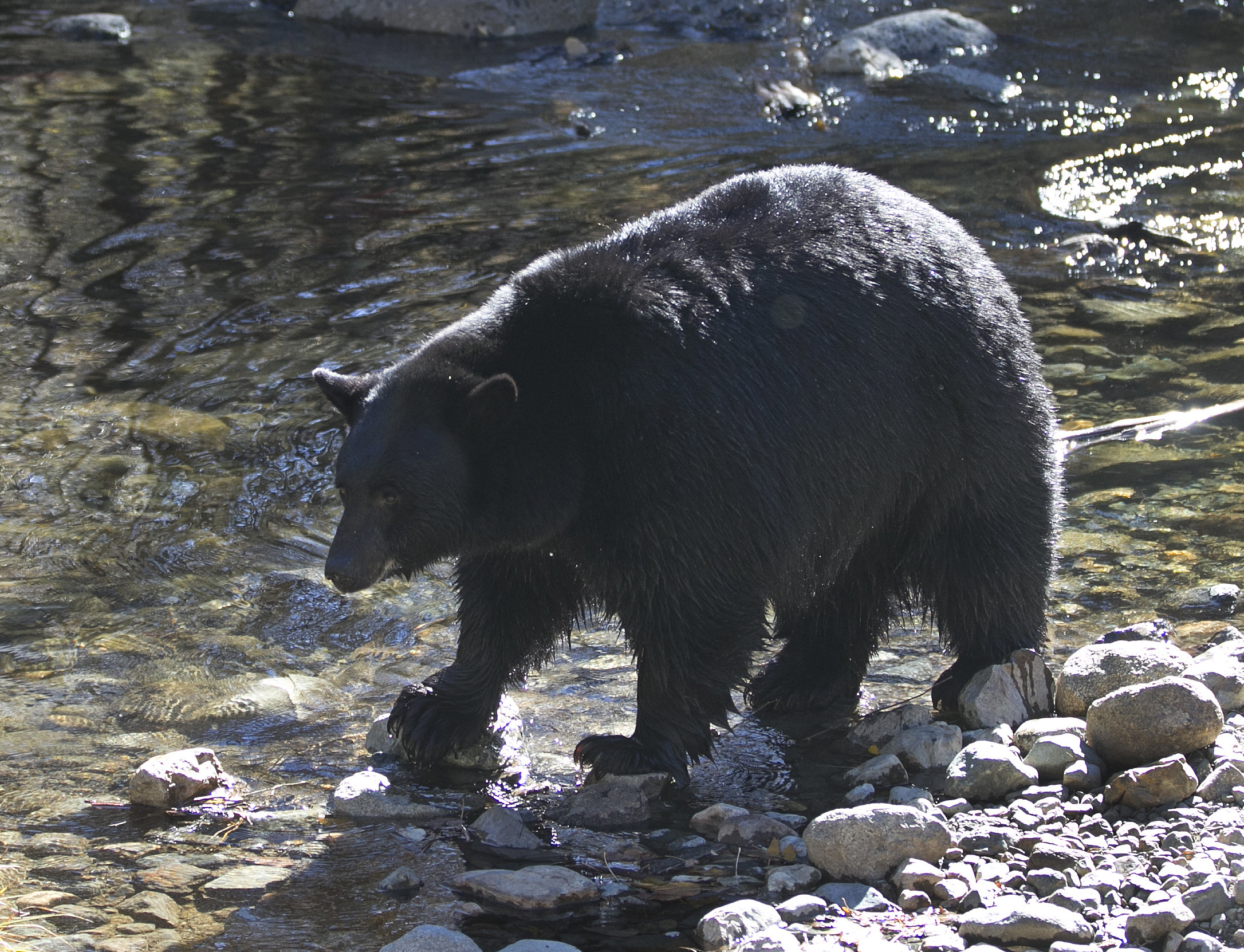 Black bears back in eastern Nevada after 80-year absence