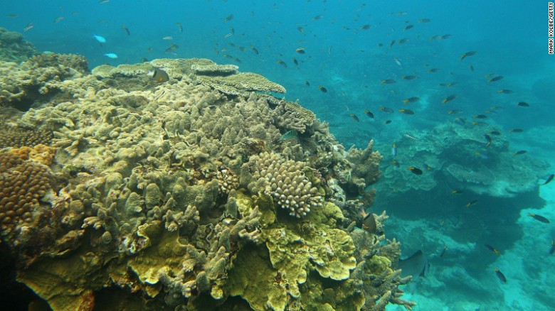 Australia's Great Barrier Reef receives fertility treatment