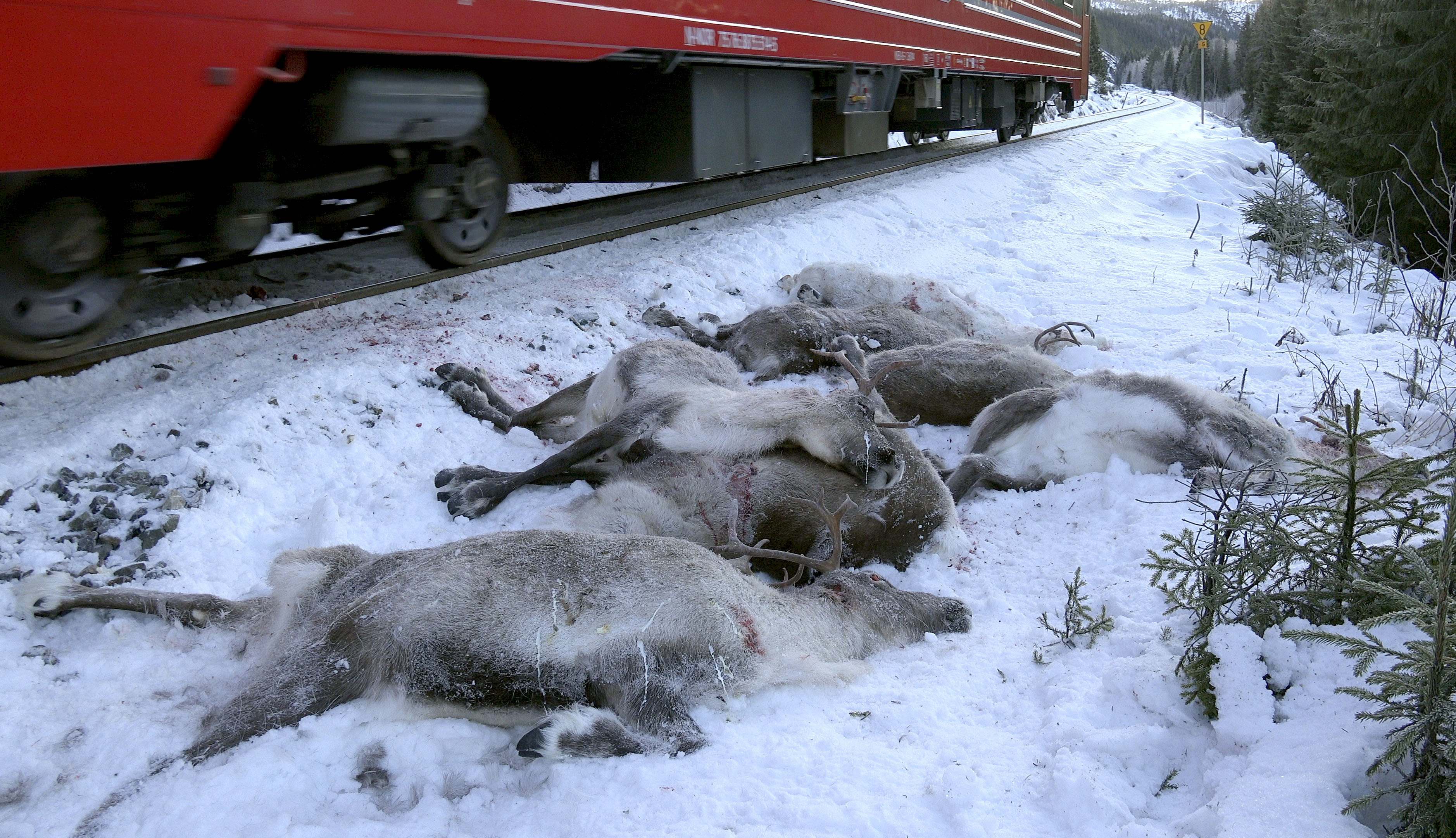 Norwegian train kills 17 reindeer in Arctic