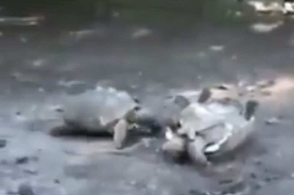 Have You Seen This? Good Samaritan tortoise is hero we all need