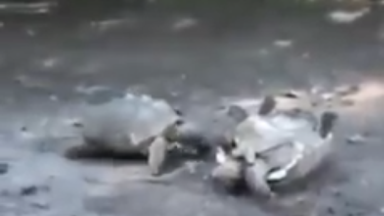 Have You Seen This? Good Samaritan tortoise is hero we all need