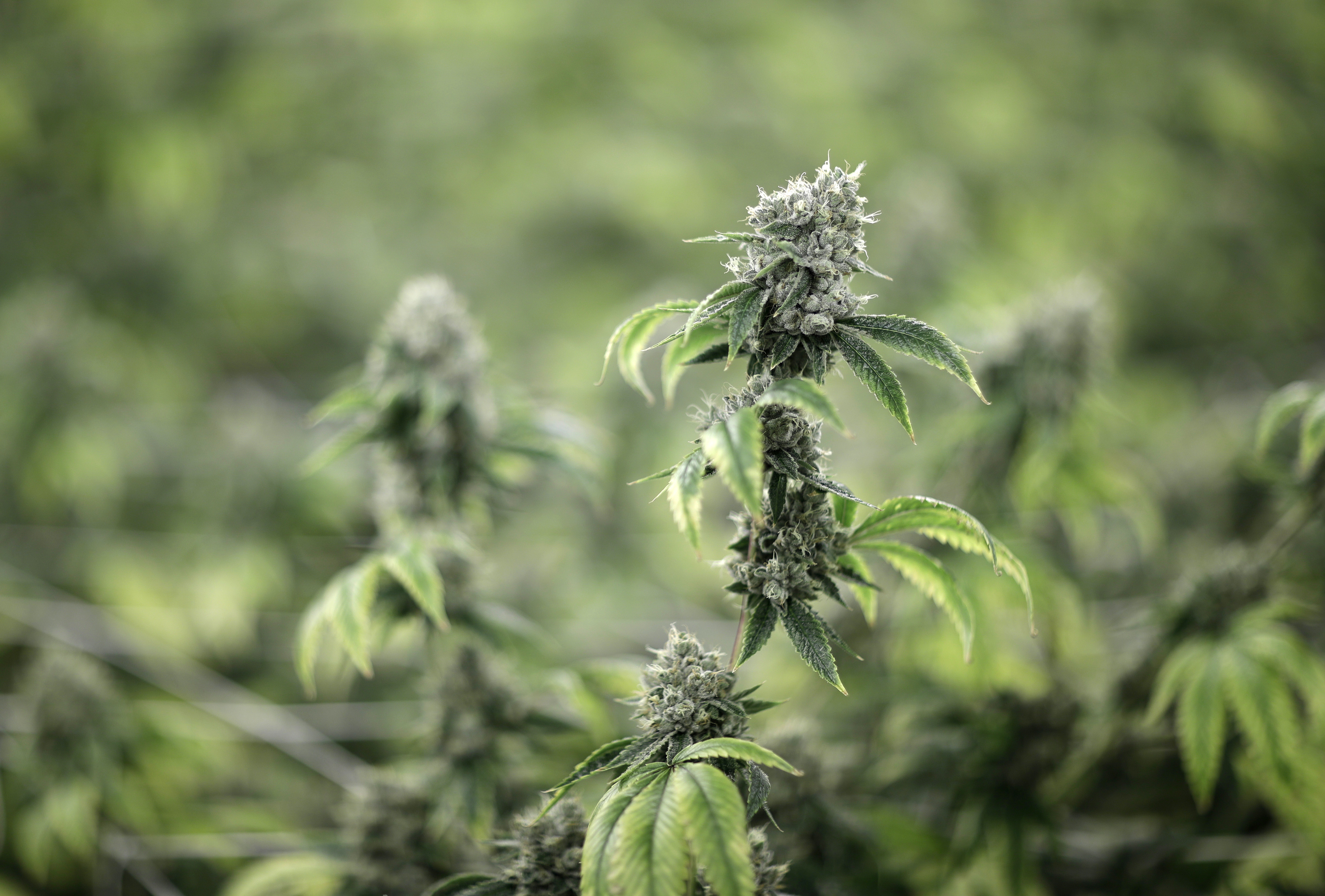 Smoked pot and want to enlist? Army issuing more waivers