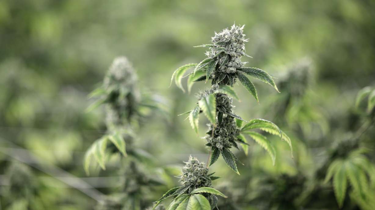 Smoked pot and want to enlist? Army issuing more waivers