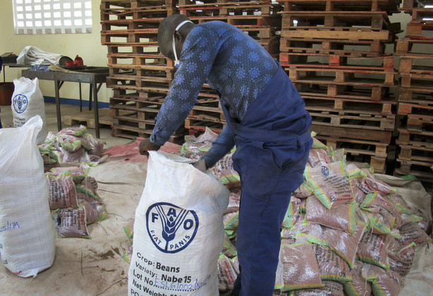In this Nov. 1 photo, workers in a warehouse pack "super beans" into branded bags, part of a substantial consignment ordered by the U.N.'s Food and Agriculture Organization as planting materials for refugees sheltering in northern Uganda, in Kiryandongo, Uganda. As hunger and climate change threaten parts of Africa, two bean "gene banks" on the continent are pursuing "super" beans that are bred to resist drought conditions