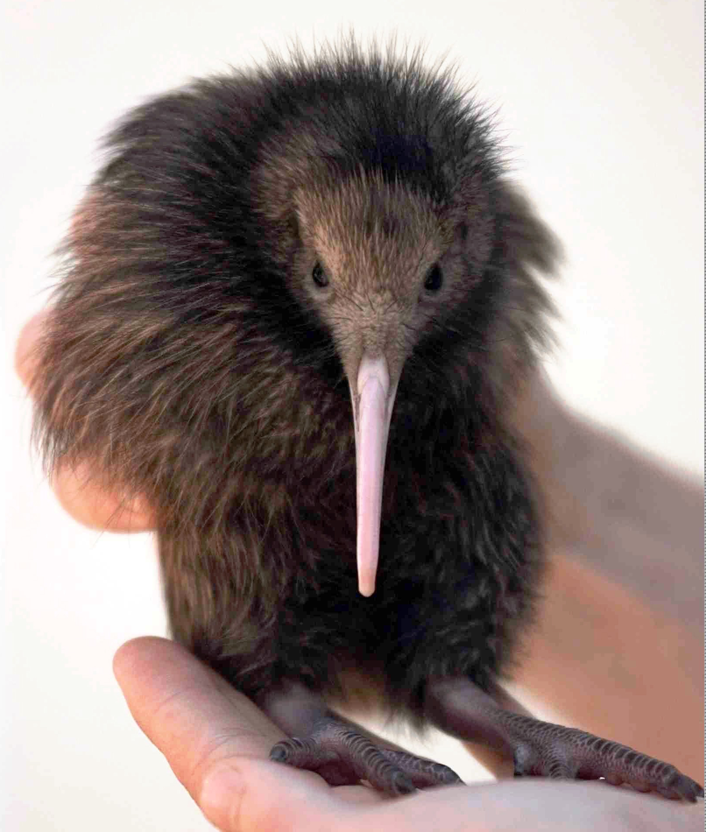 2 kiwi birds are rare bright spot in grim extinction report