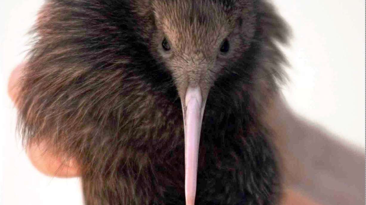 2 kiwi birds are rare bright spot in grim extinction report