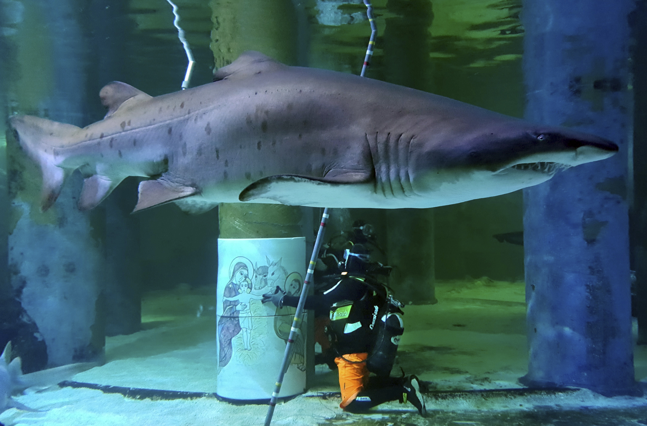 Sharks in Italy get into Christmas spirit with creche