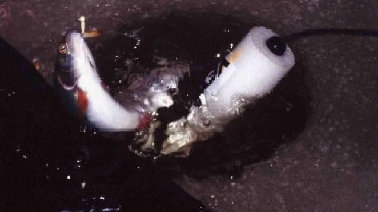 5 items to increase your ice fishing catch