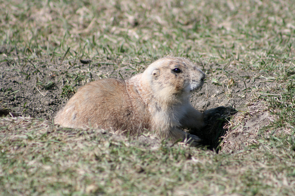 Wildlife officials say white-tailed prairie dog in no danger