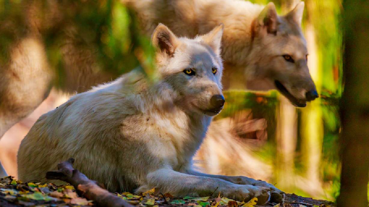 3 wolves killed in central Idaho following sheep attacks