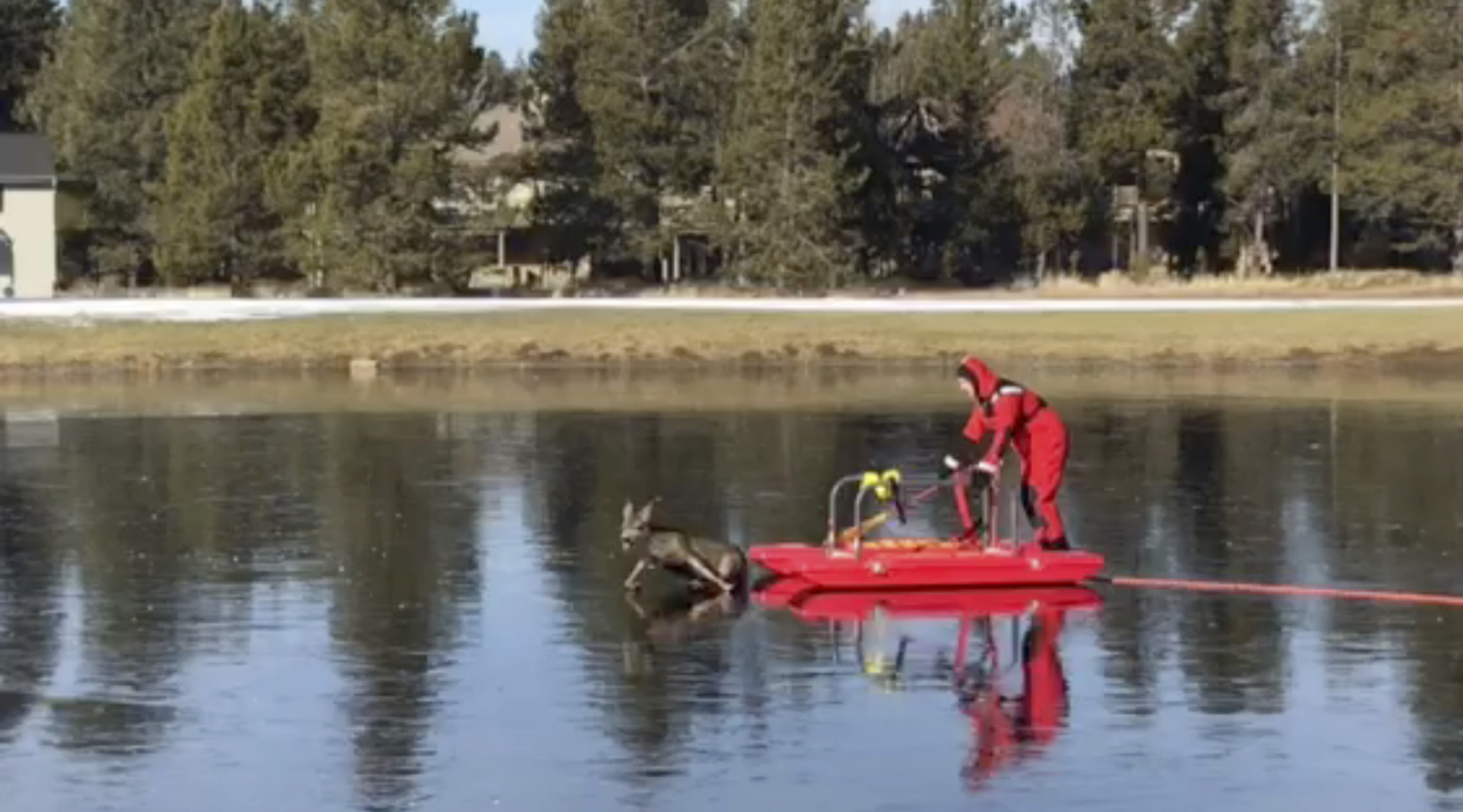 Red-suited man on a sled rescues a deer on frozen pond