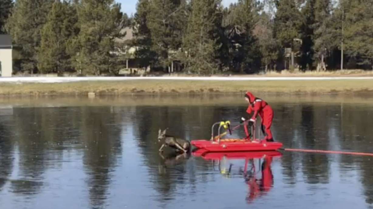 Red-suited man on a sled rescues a deer on frozen pond