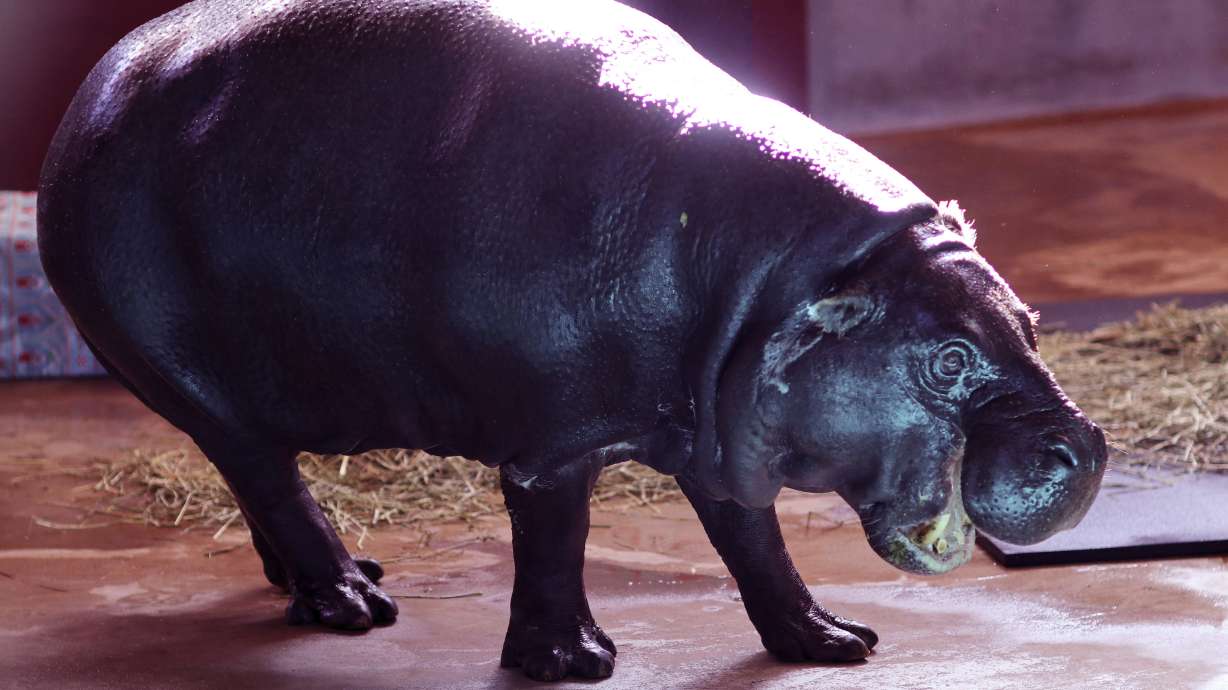 'I Want a Hippopotamus For Christmas' wish granted, again