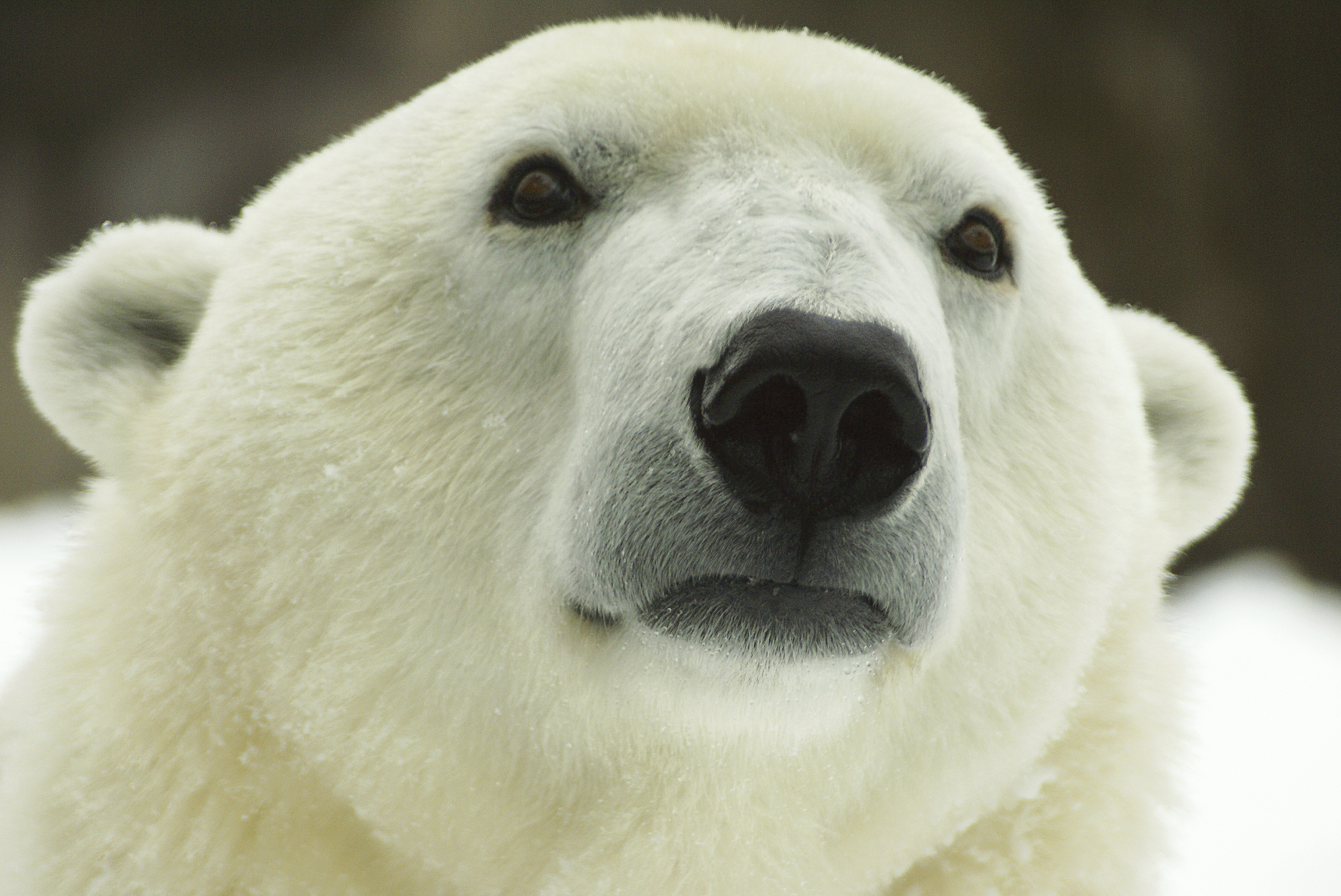 Oldest polar bear in US celebrates 37th birthday