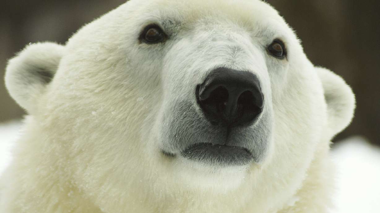 Oldest polar bear in US celebrates 37th birthday