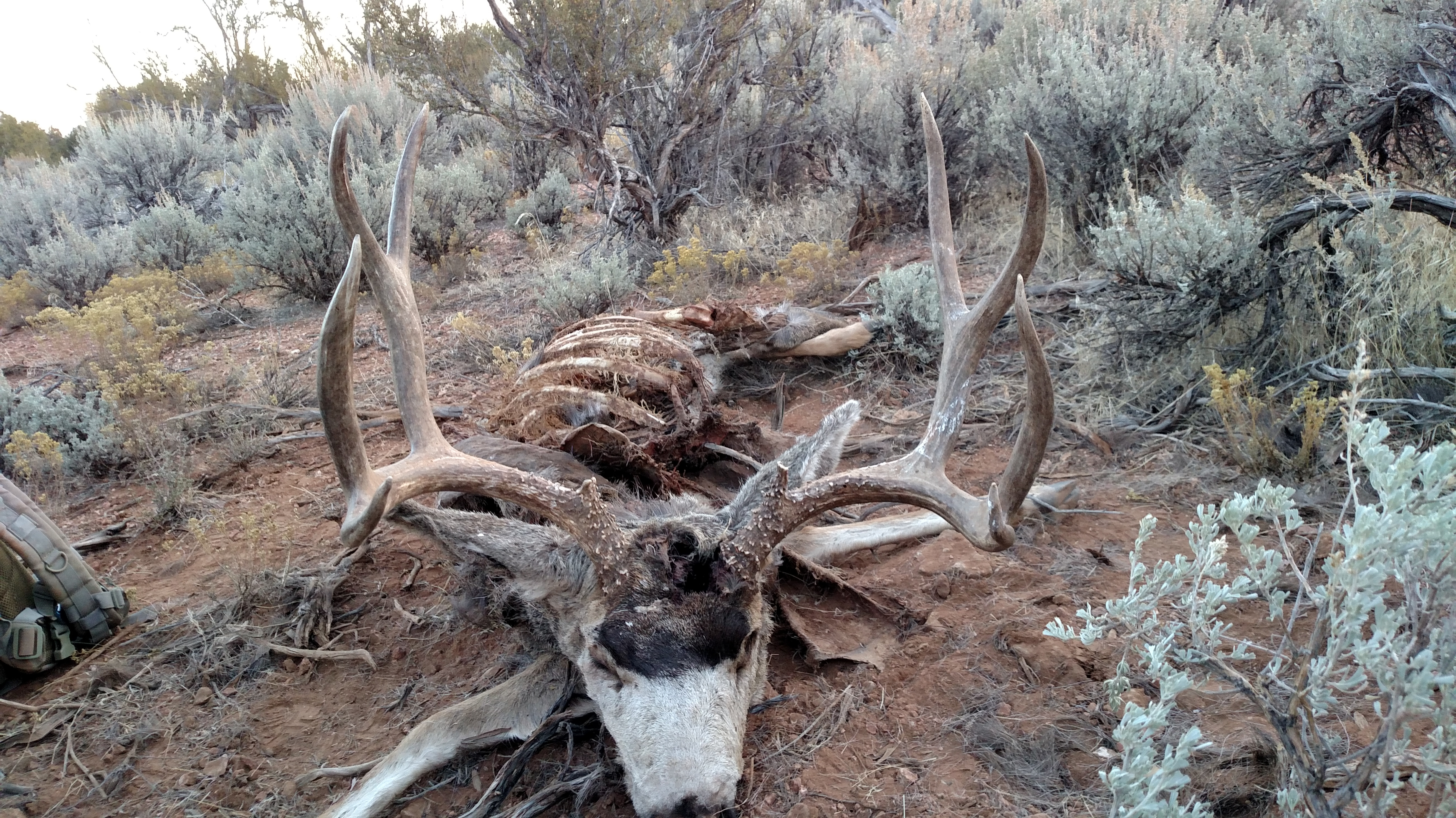 7 deer poached, left to waste in southern Utah