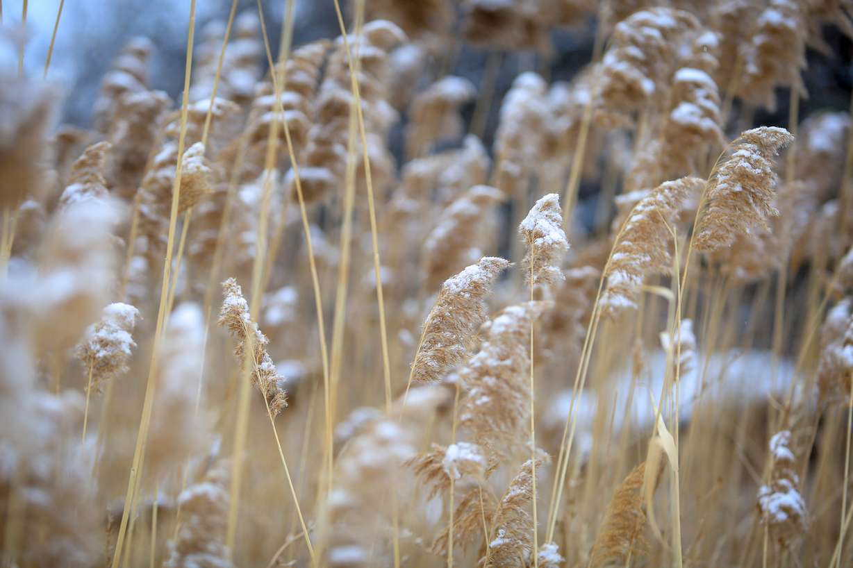 A light dusting of fresh snow blankets reeds at the trailhead of Neffs Canyon Trail in Salt Lake on Saturday, Dec. 16, 2017. (Photo: Adam Fondren, KSL)