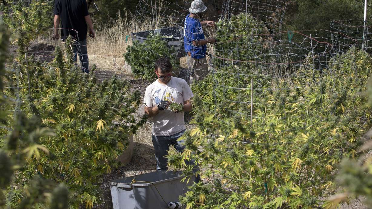 Burners beware: California pot sold Jan. 1 could be tainted