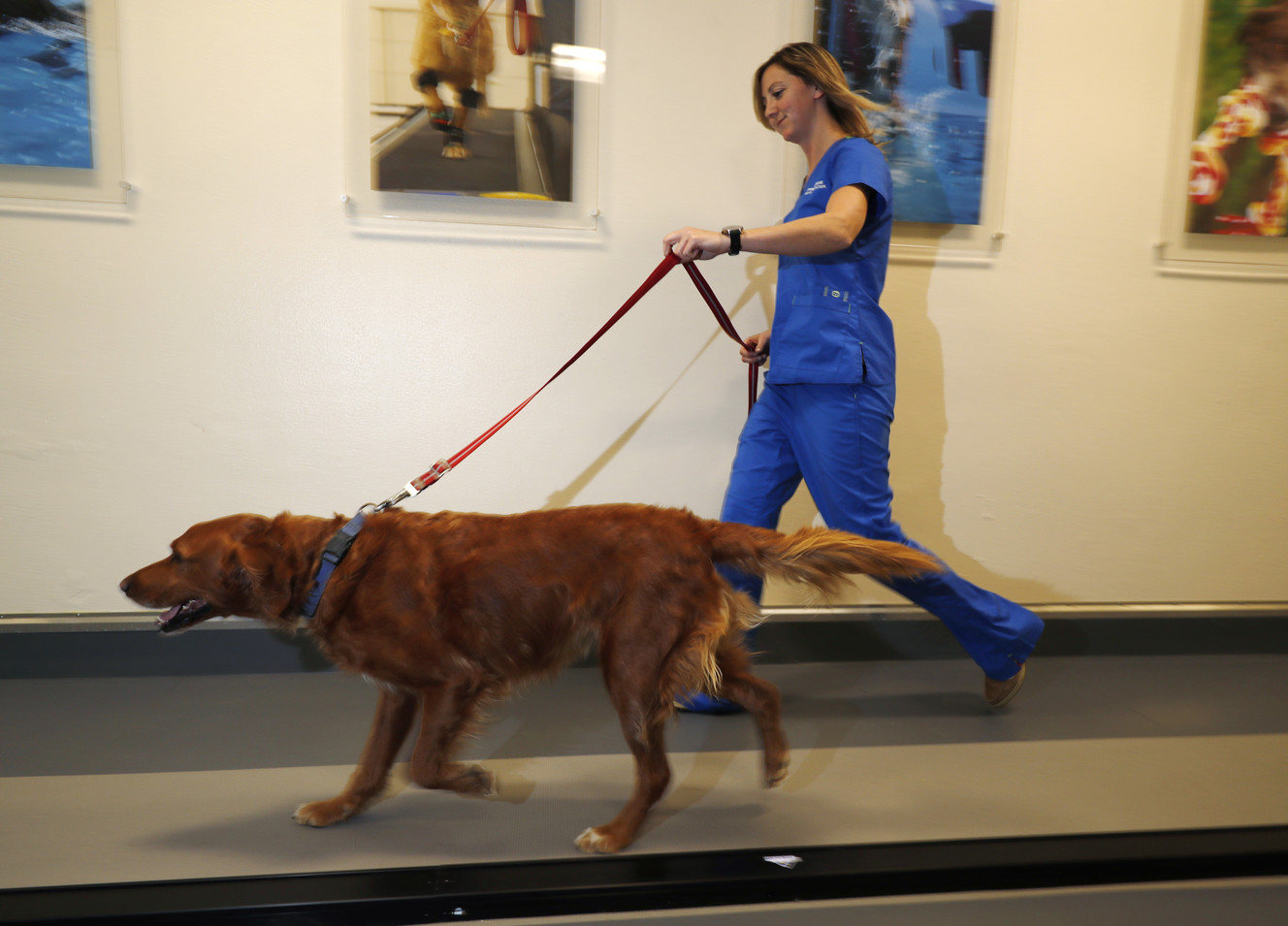 Veterinarians seek permission to research pot meds for pets