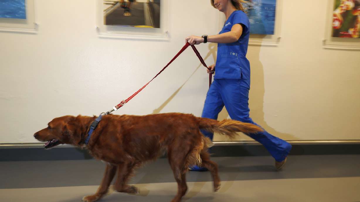 Veterinarians seek permission to research pot meds for pets