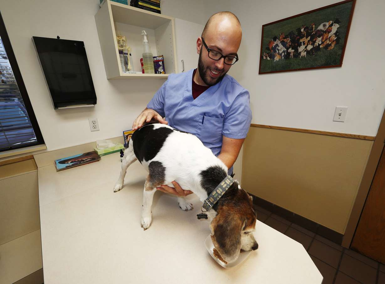 In this Monday, Oct. 30, 2017, photo, Luke Byerly guides his 14-year-old beagle, Robbie, as the dog eats his food treated with cannabidiol during a break at Byerly's job as a technician at a veterinary clinic in east Denver. People anxious to relieve suffering in their pets are increasingly turning to oils and powders that contain cannabidiol, a non-psychoactive component of marijuana. (Photo: David Zalubowski, Associated Press)