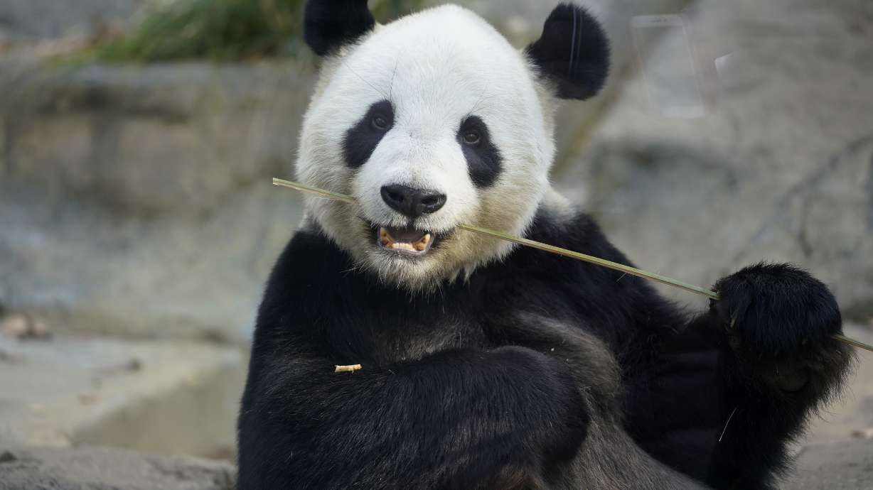 Tokyo's baby panda appears before selected guests, media