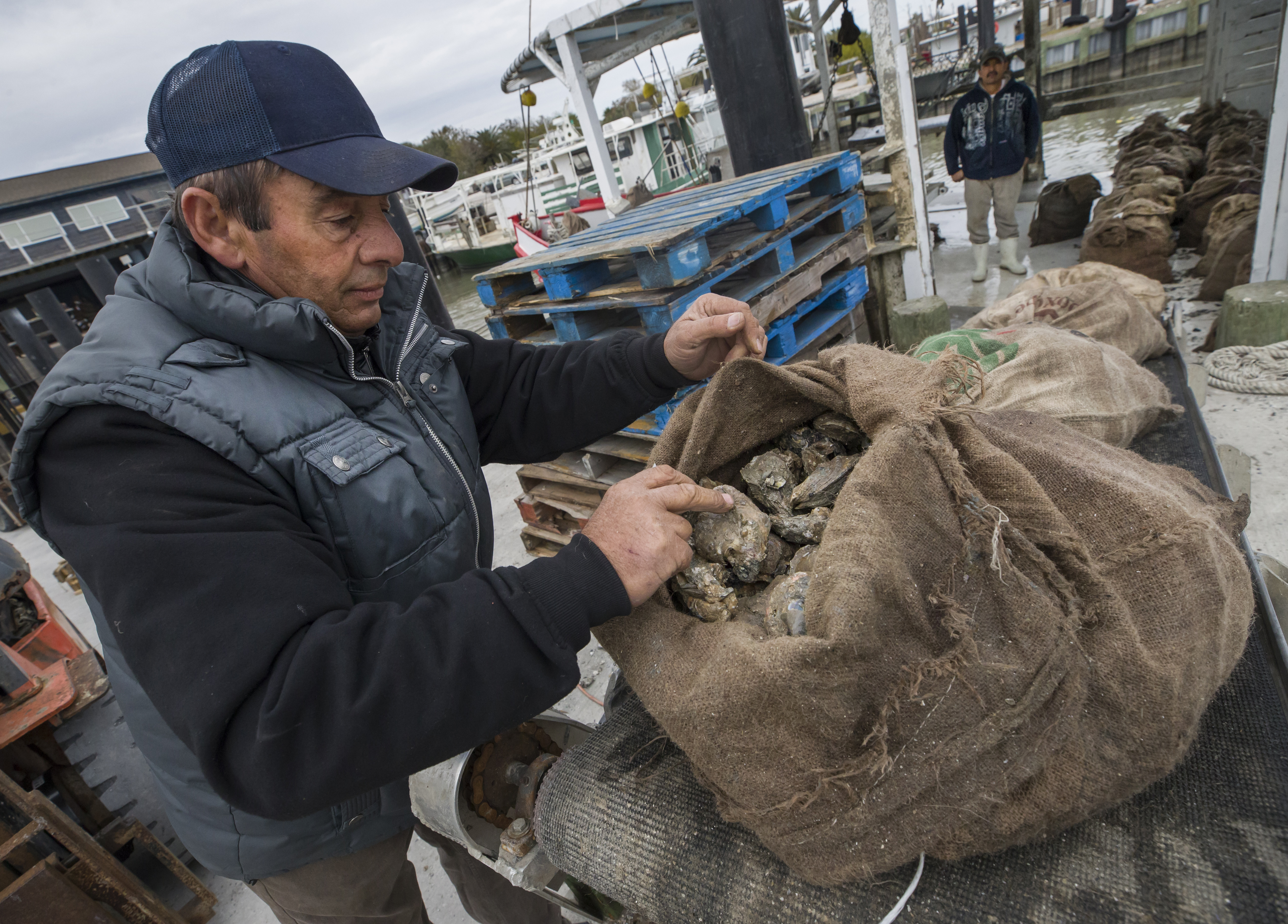 Oyster season better than anticipated after Harvey rain