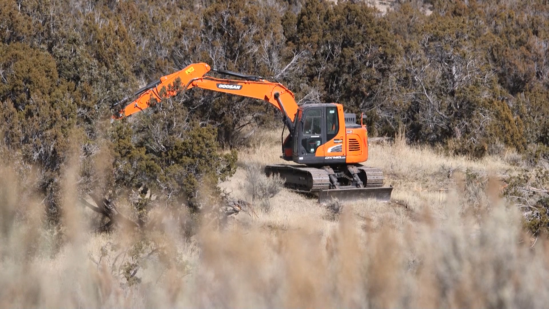 The deal means ranchers will largely follow historic management practices, which includes ripping out pinyon and juniper trees. The theory is they're bad for wildlife and livestock. (Photo: Alan Luchetti, KSL TV)