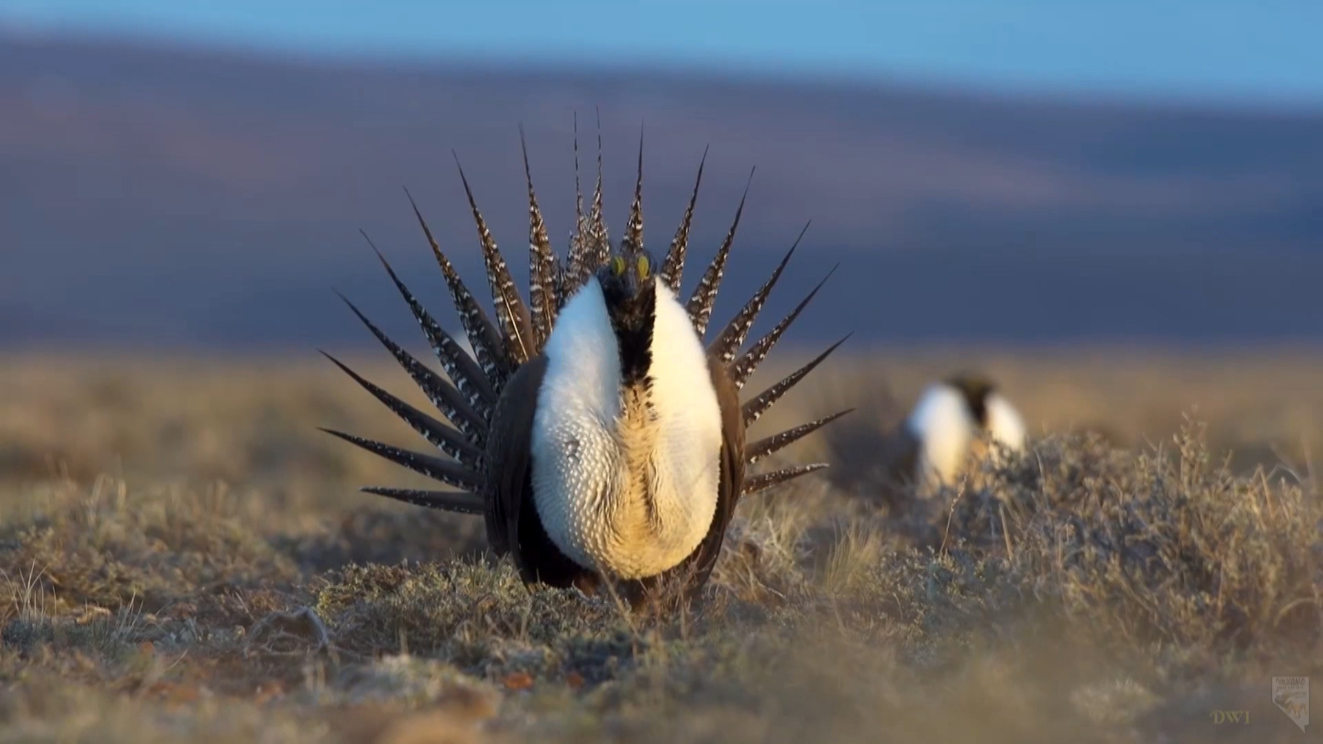 The greater sage grouse is a species loved by many — and worried over — because its future is shaky. Grouse numbers dropped drastically in the 1900s, although federal officials say the trend nearly leveled off in the past 20 years. (Photo: U.S. Fish and Wildlife Service)