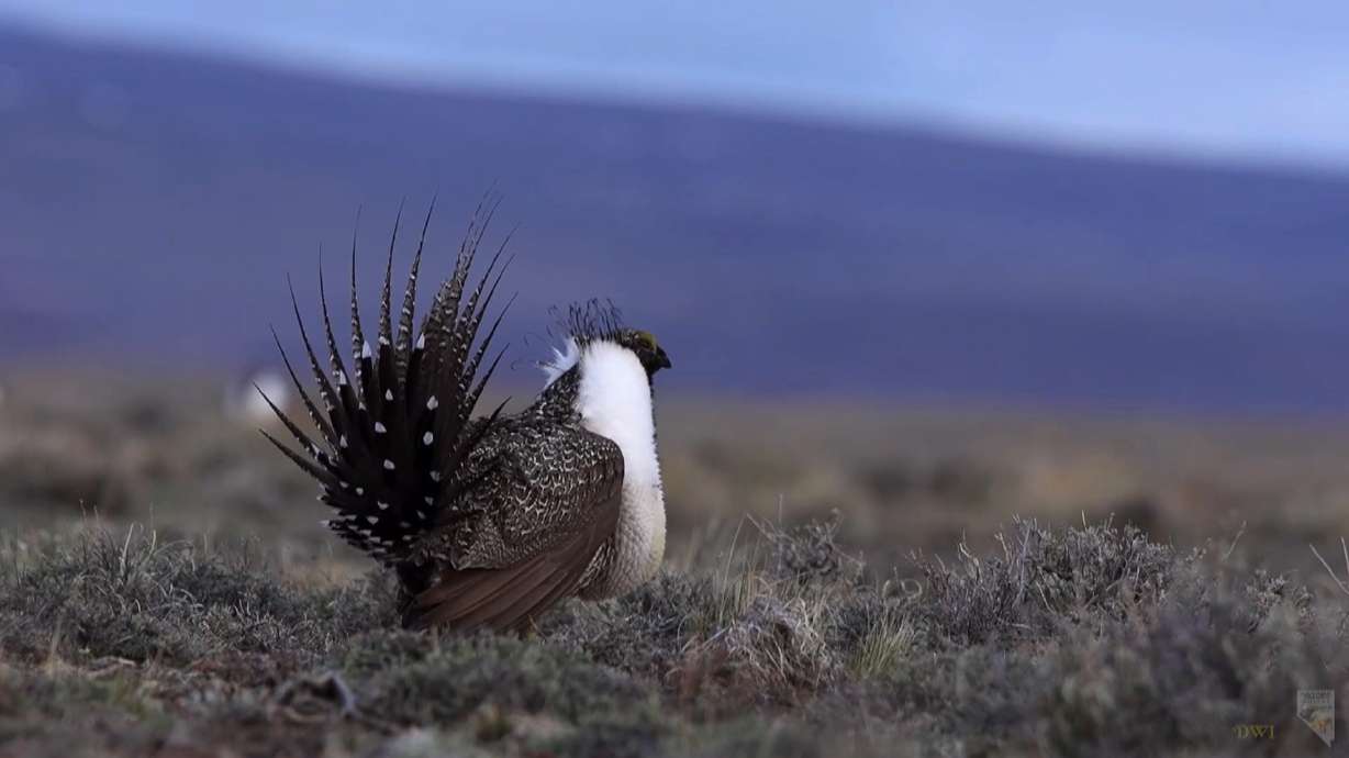 Federal agency pauses tree-removal plan to help sage grouse