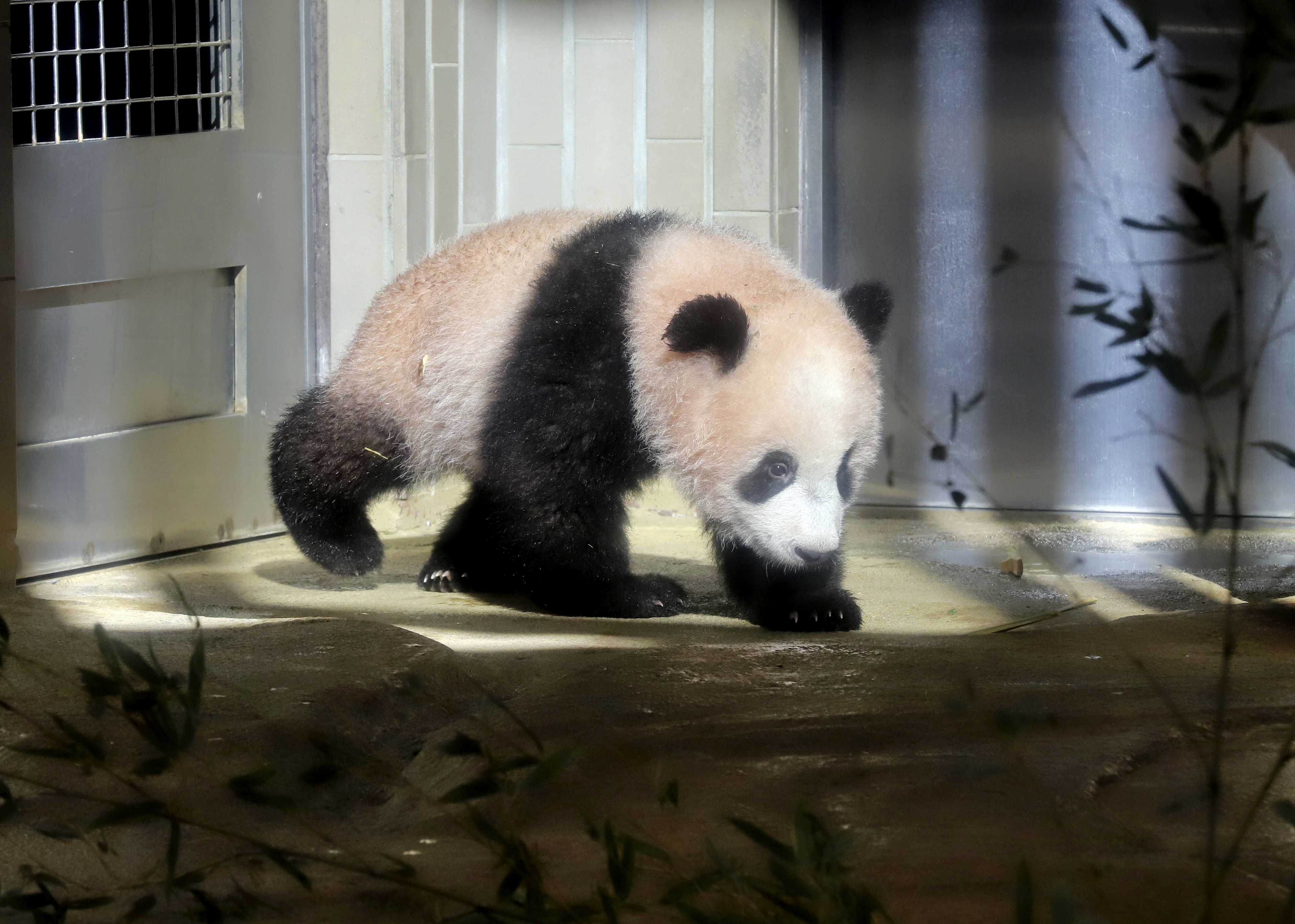 AP PHOTOS: Tokyo baby panda melts hearts of fans in debut