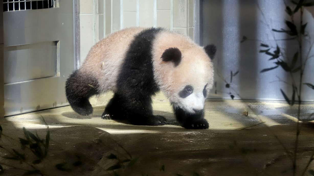 AP PHOTOS: Tokyo baby panda melts hearts of fans in debut