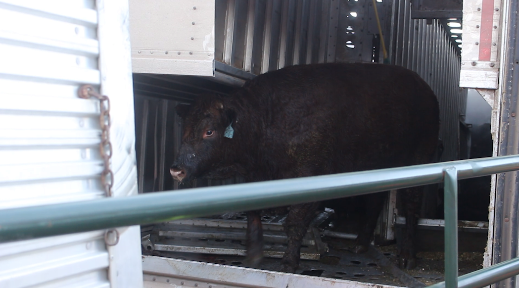 A cow is moved from an overturned semitruck, Washington County, Utah, Dec. 18, 2017 (Photo: Mike Cole, St. George News)