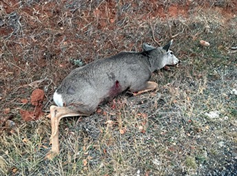 2 buck deer, bull moose killed in 3 poaching incidents