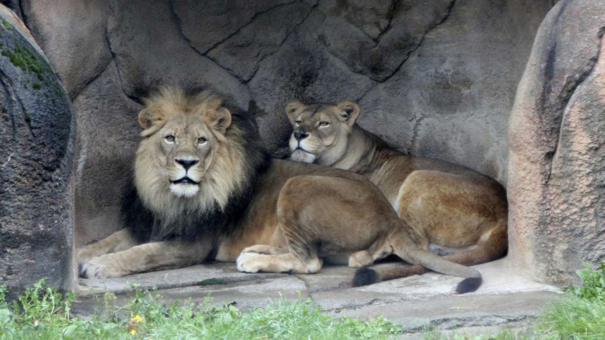 Zoo's African lioness, last of triplets, dies at age 17
